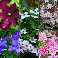 Gemischt Waldrebe Blumensamen Bestäuber freundlich Traditionssorte ohne Gentechnik biologisch Garten Samen zur Aussaat Samen Hausgarten