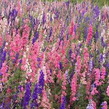 Rocket Larkspur Blumensamen zur Aussaat – lang Blüte Saison – Traditionssorte & ohne Gentechnik Samen Hausgarten