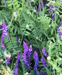 tief Blau Wicke Blumensamen zur Aussaat – Traditionssorte ohne Gentechnik Keimung biologisch Garten Samen SunLoving Blüten