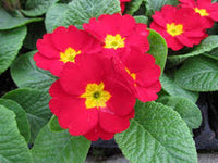 Rot Schlüsselblume Blumensamen sonnenliebend Traditionssorte & ohne Gentechnik Samen Hausgarten