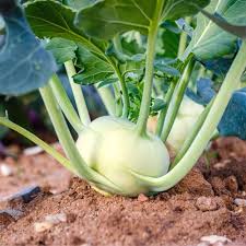 Weiß Kohlrabi Gemüsesamen for Garden Planting