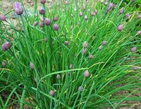 Chive Samen for für den Hausgarten