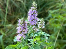 Lila Mint Blumensamen zur Aussaat – robust Sorte – Traditionssorte & ohne Gentechnik Samen Hausgarten