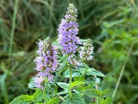 Lila Mint Blumensamen zur Aussaat – robust Sorte – Traditionssorte & ohne Gentechnik Samen Hausgarten