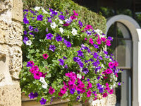 Gemischt Superbells Petunie Samen Blumensamen zur Aussaat – Bestäuber freundlich – Traditionssorte & ohne Gentechnik Samen Hausgarten
