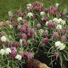 Fritillaria Blumensamen zur Aussaat – Anzucht – Traditionssorte & ohne Gentechnik Samen Hausgarten