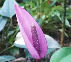 Flamingoblume Andraeanum Samen – Traditionssorte ohne Gentechnik Blumensamen zur Aussaat