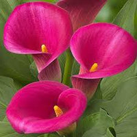 hell Rosa Calla Blumensamen zur Aussaat Halbschatten verträglich Traditionssorte & ohne Gentechnik Samen Hausgarten