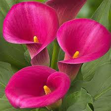 hell Rosa Calla Blumensamen zur Aussaat Halbschatten verträglich Traditionssorte & ohne Gentechnik Samen Hausgarten