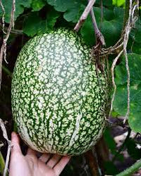 Green Malabar Gourd Samen zum Pflanzen - Premium Gemüsesamen