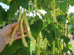 Venezia Bean Gemüsesamen for Your Garden