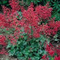 Bressingham perennial blume samen for anpflanzung