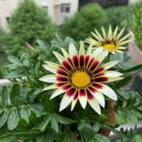 Weiß Lila Mittagsgold Blumensamen zur Aussaat – ideal Rabatten – Traditionssorte & ohne Gentechnik Samen Hausgarten