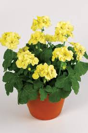 Gelb Mischung Pelargonium Peltatum Blumensamen zur Aussaat Garten beliebt Traditionssorte & ohne Gentechnik Samen Hausgarten