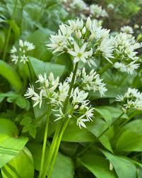 Ursinum Blumensamen zur Aussaat – duftend Blüten – Traditionssorte & ohne Gentechnik Samen Hausgarten