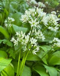 Ursinum Blumensamen zur Aussaat – duftend Blüten – Traditionssorte & ohne Gentechnik Samen Hausgarten