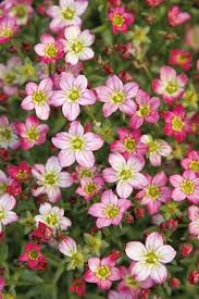 hell Rosa Saxifraga Blumensamen zur Aussaat – lang Blüte Saison – Traditionssorte & ohne Gentechnik Samen Hausgarten