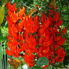 Rot Strongylodon Blumensamen zur Aussaat – ideal Rabatten – Traditionssorte & ohne Gentechnik Samen Hausgarten