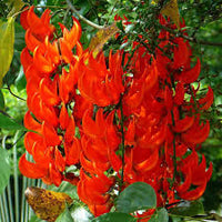 Rot Strongylodon Blumensamen zur Aussaat – ideal Rabatten – Traditionssorte & ohne Gentechnik Samen Hausgarten