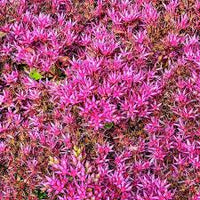 Rosa Sedum Voodoo Blumensamen zur Aussaat – farbenfroh Schau – Traditionssorte & ohne Gentechnik Samen Hausgarten