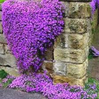 Lavendel Aubrieta Cultorum Blumensamen zur Aussaat duftend Blüten Traditionssorte & ohne Gentechnik Samen Hausgarten