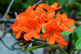 Orange Cordia Sebestena Blumensamen zur Aussaat – lang Blüte Saison – Traditionssorte & ohne Gentechnik Samen Hausgarten