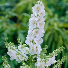 Weiß Verbascum Blumensamen zur Aussaat – saisonal Dauerblüher – Traditionssorte & ohne Gentechnik Samen Hausgarten