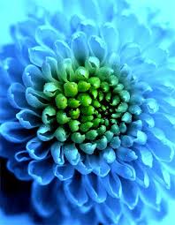 Chrysantheme Blau Weiß Blumensamen zur Aussaat – pflegeleicht – Traditionssorte & ohne Gentechnik Samen Hausgarten
