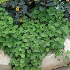 Emerald Falls Dichondra House Blumensamen zur Aussaat – duftend Blüten – Traditionssorte & ohne Gentechnik Samen Hausgarten