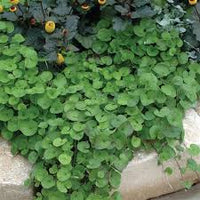 Emerald Falls Dichondra House Blumensamen zur Aussaat – duftend Blüten – Traditionssorte & ohne Gentechnik Samen Hausgarten