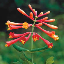 Lonicera Sempervirens Blumensamen zur Aussaat – leuchtend – Traditionssorte & ohne Gentechnik Samen Hausgarten