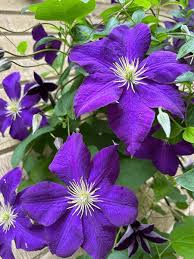 Violett Waldrebe Blumensamen zur Aussaat sonnenliebend Traditionssorte & ohne Gentechnik Samen Hausgarten