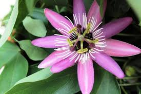 hell Rosa Weiß Passiflora Blumensamen zur Aussaat farbenfroh Schau Traditionssorte & ohne Gentechnik Samen Hausgarten