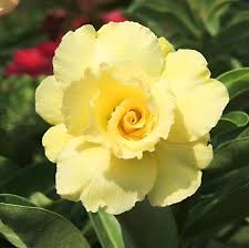 Gelb Wüstenrose Obesum Samen Garten beliebt Traditionssorte & ohne Gentechnik Samen Hausgarten