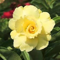 Gelb Wüstenrose Obesum Samen Garten beliebt Traditionssorte & ohne Gentechnik Samen Hausgarten