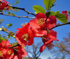 Rot Quince Blumensamen zur Aussaat – Halbschatten verträglich – Traditionssorte & ohne Gentechnik Samen Hausgarten