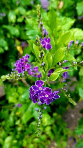 Duranta Repens Blumensamen zur Aussaat lang Blüte Saison Traditionssorte & ohne Gentechnik Samen Hausgarten