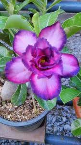 Lila Wüstenrose Obesum Blumensamen zur Aussaat – Drought verträglich – Traditionssorte & ohne Gentechnik Samen Hausgarten