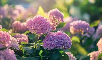 Lila Hortensie Blumensamen zur Aussaat – pflegeleicht – Traditionssorte & ohne Gentechnik Samen Hausgarten