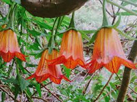 Canarina Blumensamen zur Aussaat – Wildblume Mischung – Traditionssorte & ohne Gentechnik Samen Hausgarten