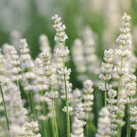 Weiß Ellagance Snow Blumensamen zur Aussaat – duftend Blüten – Traditionssorte & ohne Gentechnik Samen Hausgarten