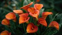 Orange Calla Blumensamen zur Aussaat – ideal Rabatten – Traditionssorte & ohne Gentechnik Samen Hausgarten