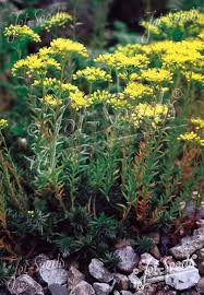 Grün Sedum Montanum Blumensamen zur Aussaat – Landhaus Garten wichtig – Traditionssorte & ohne Gentechnik Samen Hausgarten
