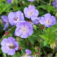Cranesbill Blumensamen zur Aussaat – hochwertige Qualitäts- – Traditionssorte & ohne Gentechnik Samen Hausgarten