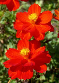 Cosmos Rot Blumensamen zur Aussaat – leuchtend Blüten – Traditionssorte & ohne Gentechnik Samen Hausgarten