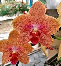 tief Orange Schmetterlingsorchidee Orchidee Blumensamen zur Aussaat pflegeleicht Traditionssorte & ohne Gentechnik Samen Hausgarten