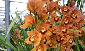 Braun Schmetterlingsorchidee Orchidee Blumensamen zur Aussaat Anzucht Traditionssorte & ohne Gentechnik Samen Hausgarten