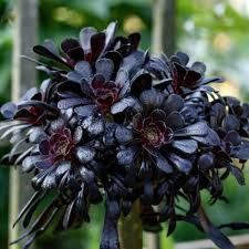Schwarz Succulent Blumensamen Drought verträglich Traditionssorte & ohne Gentechnik Samen Hausgarten