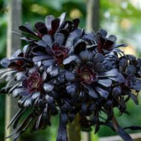 Schwarz Succulent Blumensamen Drought verträglich Traditionssorte & ohne Gentechnik Samen Hausgarten
