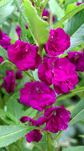 Violett Springkraut Kamelie Blumensamen zur Aussaat Drought verträglich Traditionssorte & ohne Gentechnik Samen Hausgarten